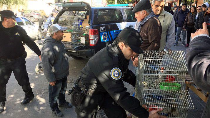 Mercado Armoniacutea- secuestraron maacutes de 350 aves autoacutectonas