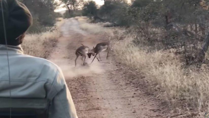 Un leopardo interrumpe una feroz pelea entre dos impalas