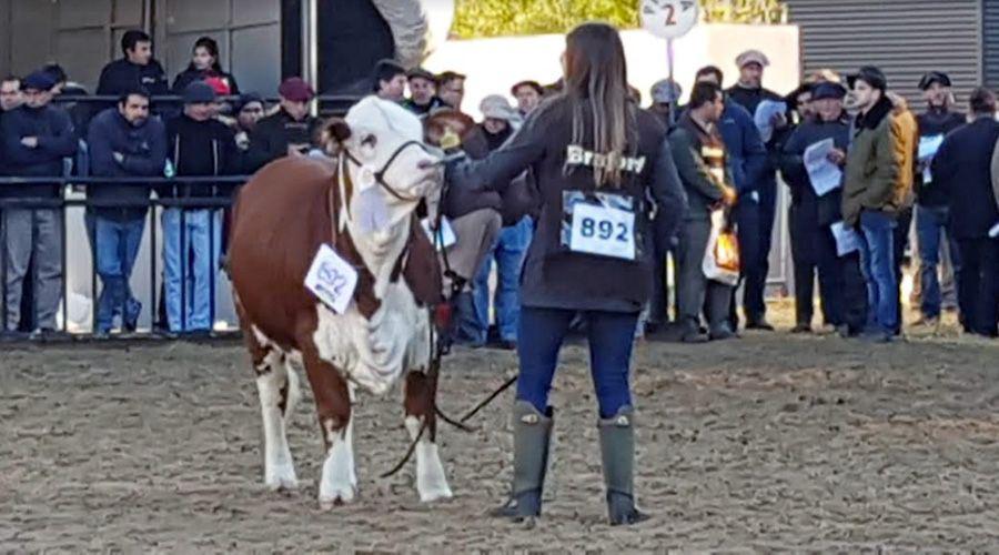 Subastaraacuten maacutes de 300 animales de eacutelite en Quimiliacute