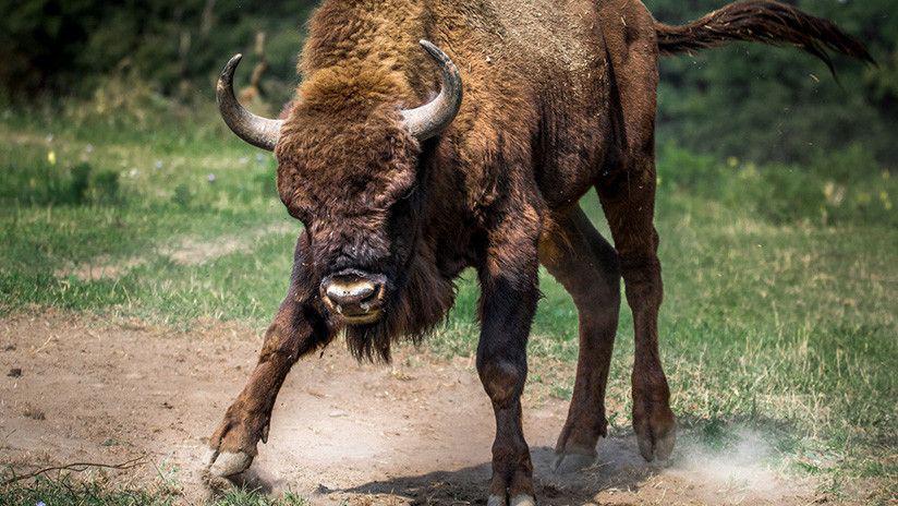 Indignante- Un hombre provoca a un bisonte