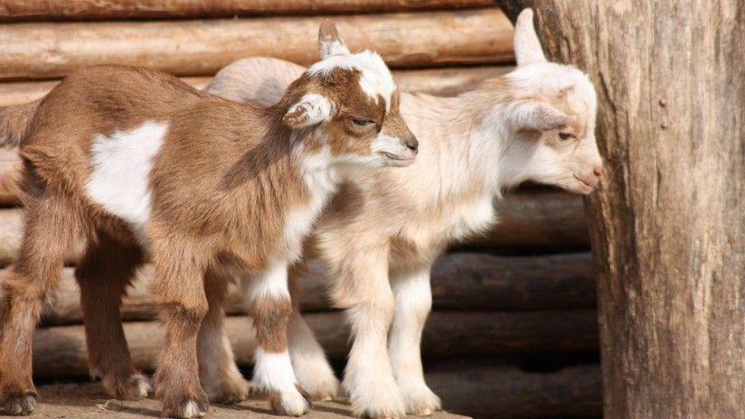 Una ciudad en EEUU sufre invasioacuten de un centenar de cabras