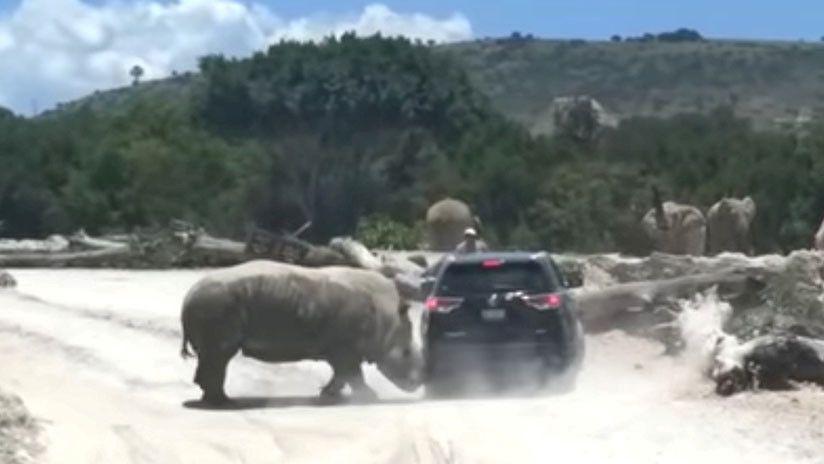 Rinoceronte furioso ataca y casi voltea un coche en un parque safari