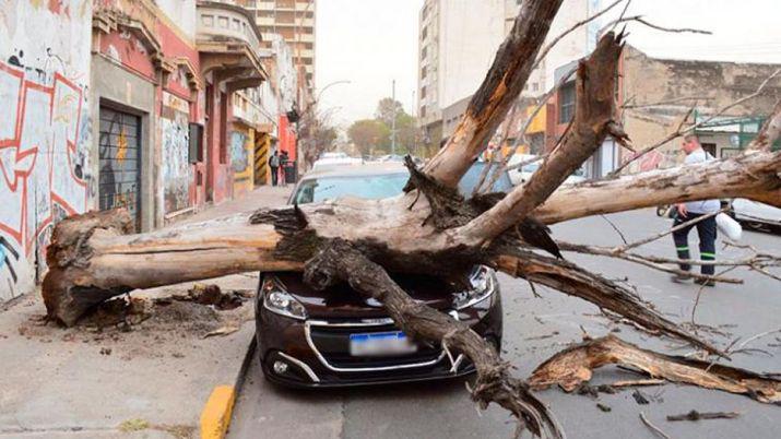 El uacutenico aacuterbol de la cuadra se cayoacute sobre su 0 km