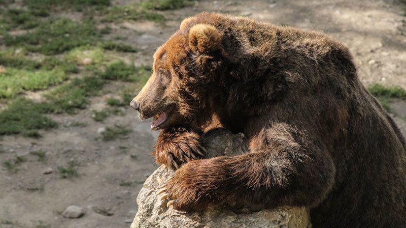 Buscan a un oso que deambula con la cabeza adentro de un bidoacuten