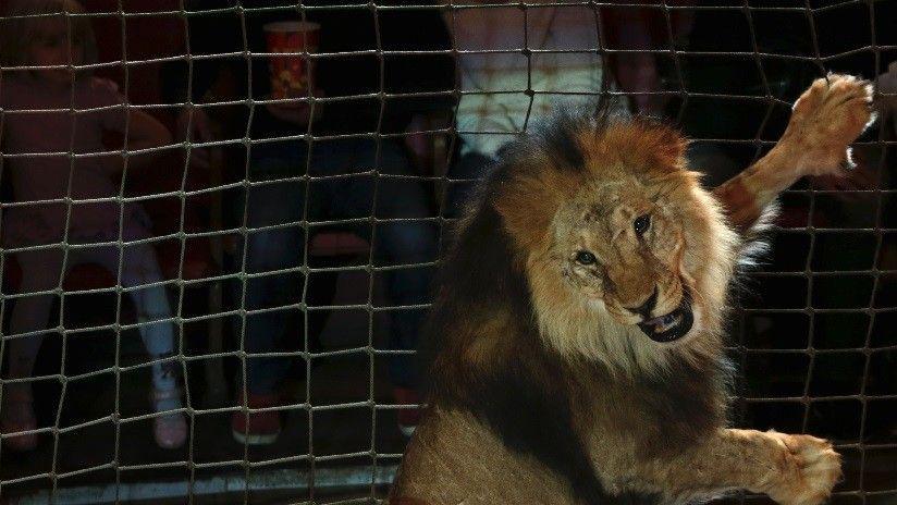 Un leoacuten atacoacute a un domador en el Gran Circo Estatal de Moscuacute