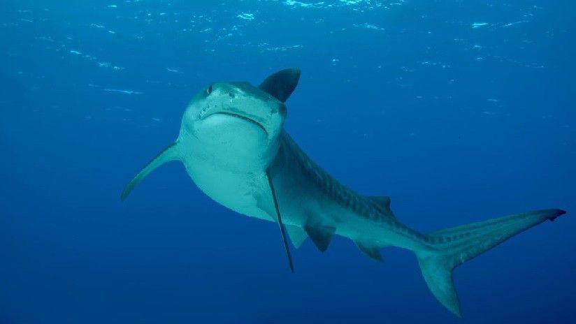 Gran tiburoacuten aparece en una playa y causa el paacutenico en EEUU