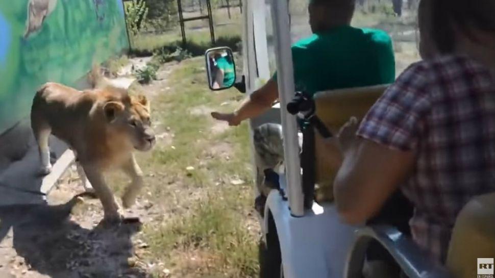 Un leoacuten ingresa a un vehiacuteculo lleno de turistas y lo que paso sorprendioacute a las redes