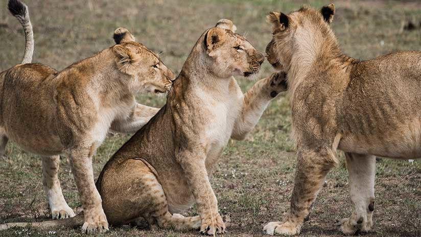 Leonas atacan brutalmente a un macho alfa en un parque safari britaacutenico