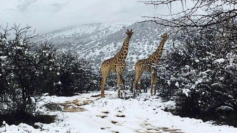 Captan a animales disfrutando del friacuteo tras una anoacutemala gran nevada en Sudaacutefrica