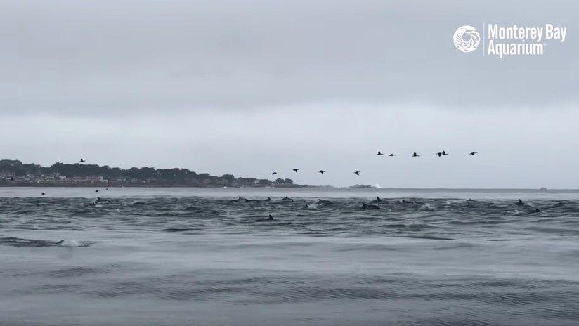 Captan a cientos de delfines caza frente a las costas de California