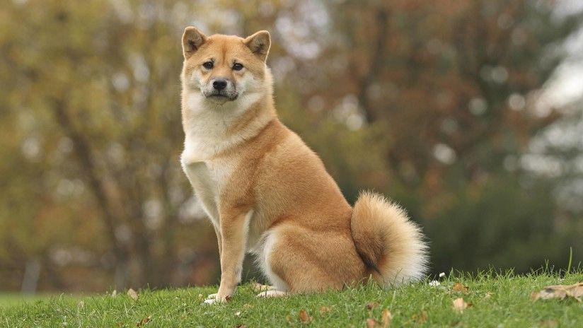 Se viraliza un video en el que un perro dice hamburguesa y comer en japoneacutes