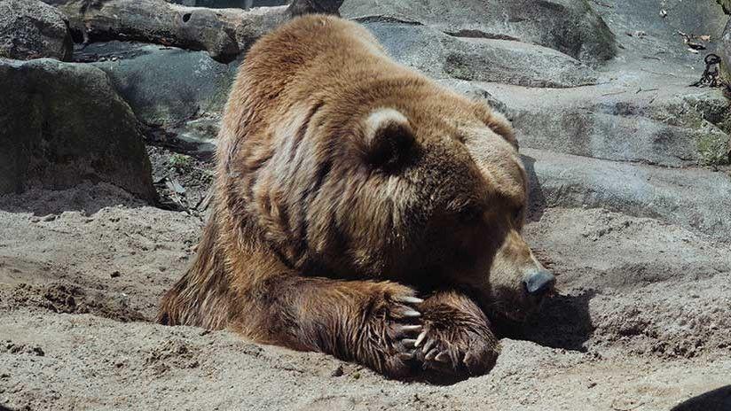 Un cazador muere aplastado por su presa