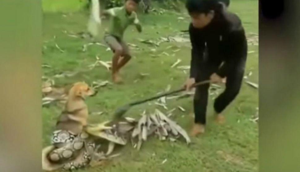 Nintildeos rescatan a un perro de ser estrangulado por una serpiente