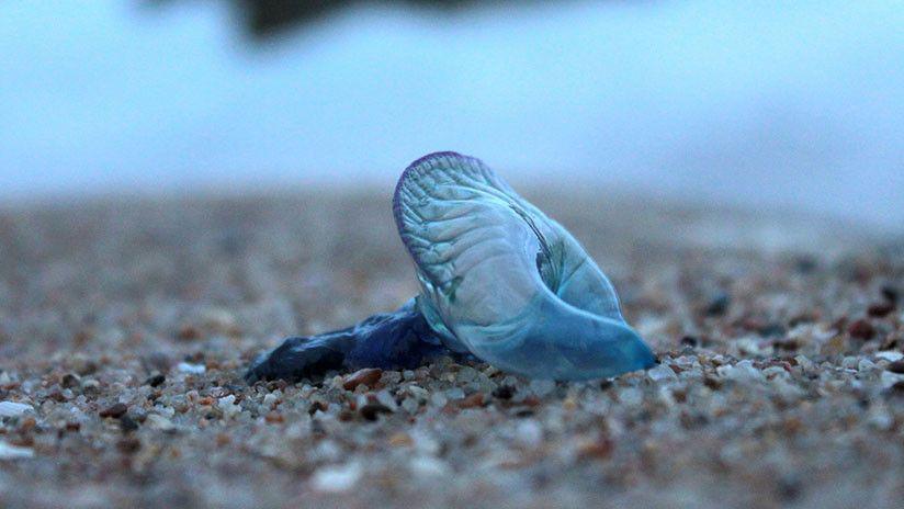 Hallan unas extrantildeas criaturas azules con tentaacuteculos en las playas de EEUU