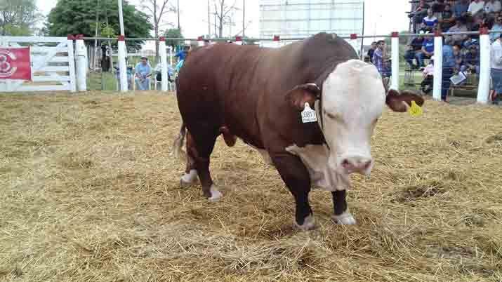 Un toro Braford alcanzoacute los 135 mil en un remate de geneacutetica compartida