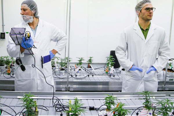 Canadaacute ofrece empleo de catadores de marihuana