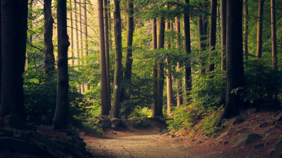 Sorprendentes imaacutegenes de un bosque que respira en Canadaacute