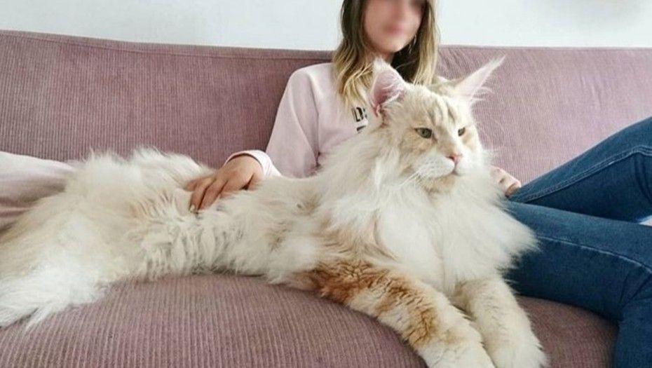 Un gato gigante de casi 10 kilos que es furor en Instagram