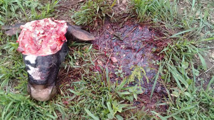 Encontroacute a siete vacas faenadas en su campo