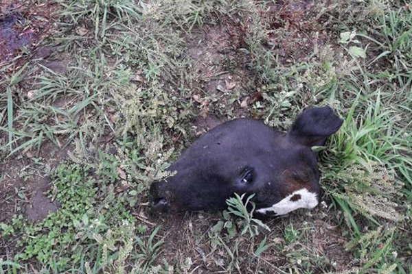 Denuncioacute que cuatreros le faenaron siete vacas