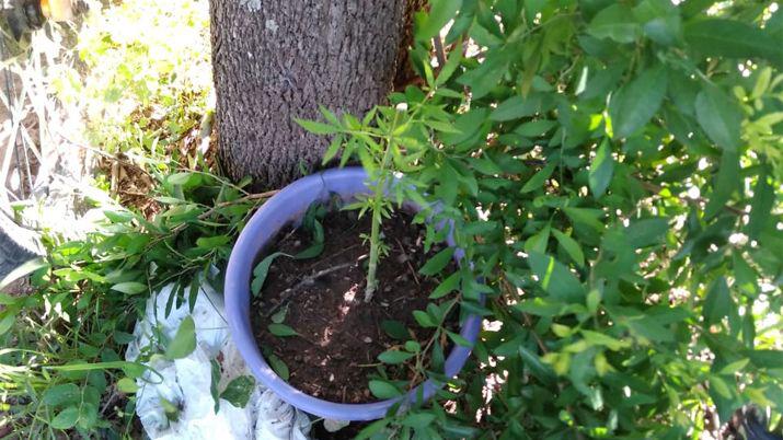 Detienen a jóvenes con plantas de marihuana en su poder