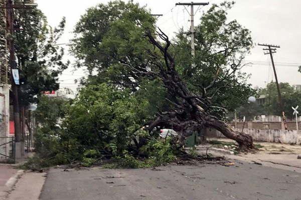 En La Banda el tornado derriboacute aacuterboles y afectoacute numerosas viviendas