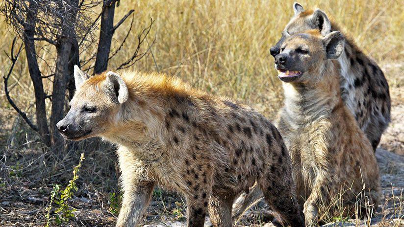 Leoacuten sobrevive al ataque de una manada de maacutes de 20 hienas