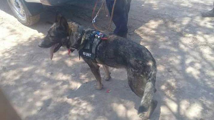 Canes de Santiago ayudaraacuten en la buacutesqueda de un franceacutes perdido en Jujuy