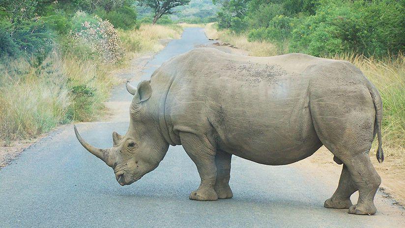 Video- Un rinoceronte negro embiste a un vehiacuteculo en un parque natural en Sudaacutefrica