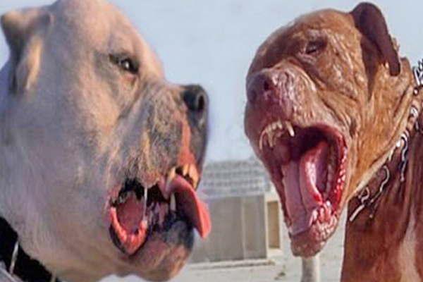 Mujer de 75 antildeos murioacute atacada por tres perros cruza de dogo con pitbull 