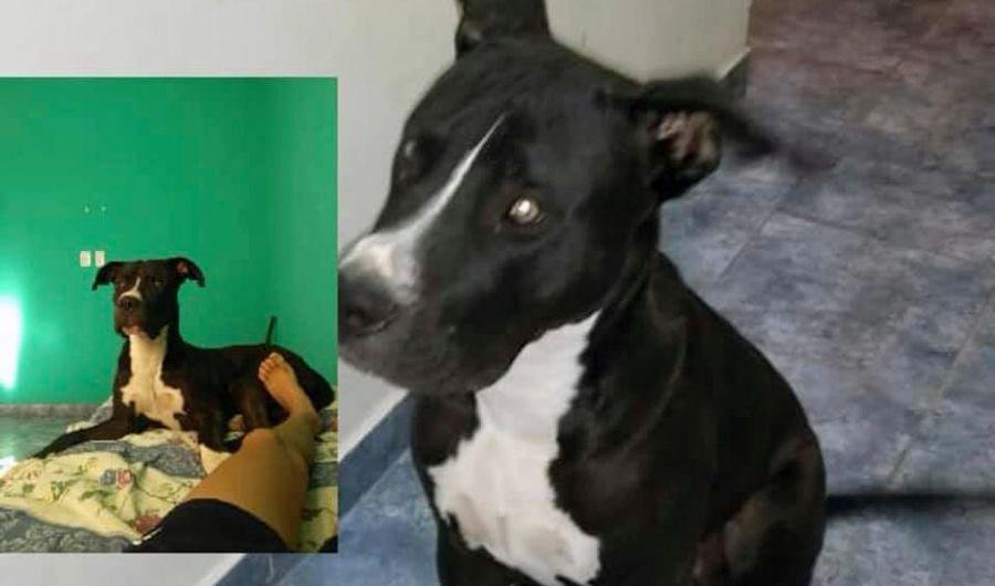 Buscan en las redes sociales a un perrito perdido