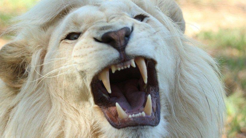 Viral- El encuentro de un grupo de turistas con leones blancos