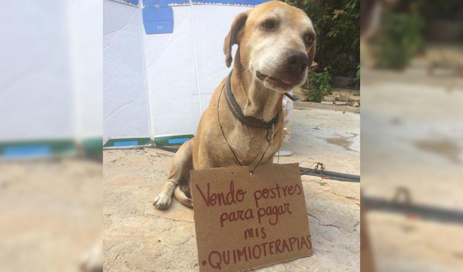 La emotiva historia del perro que vende postres para pagar la quimio