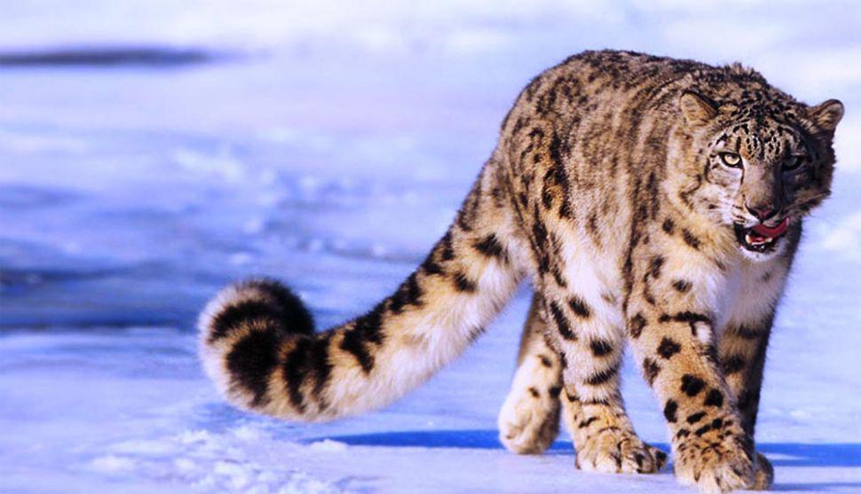 El increiacuteble camuflaje de un leopardo de las nieves