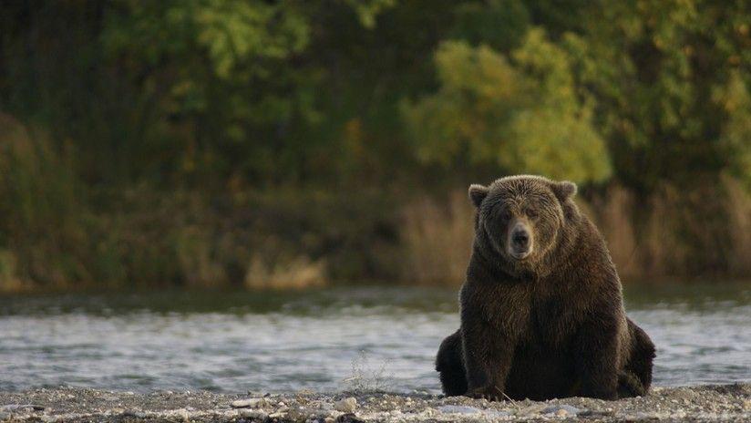 Pareja descubre a un oso nadando en su jacuzzi