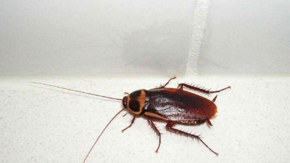 #CockroachChallenge- El nuevo y repulsivo desafiacuteo viral