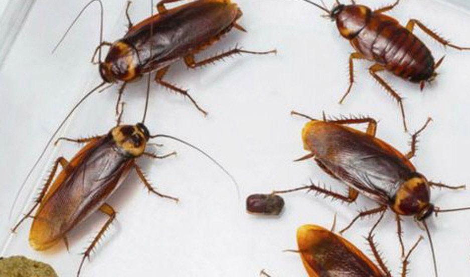 Advierten que las cucarachas se  vuelven inmunes a los insecticidas