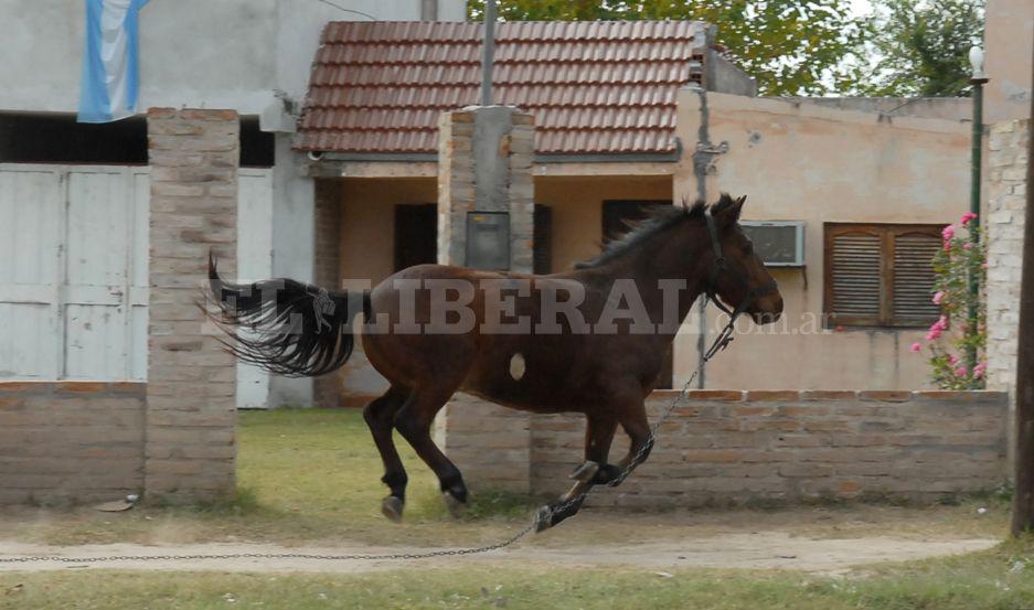 Le robaron tres caballos de raza a un juez de Santiago