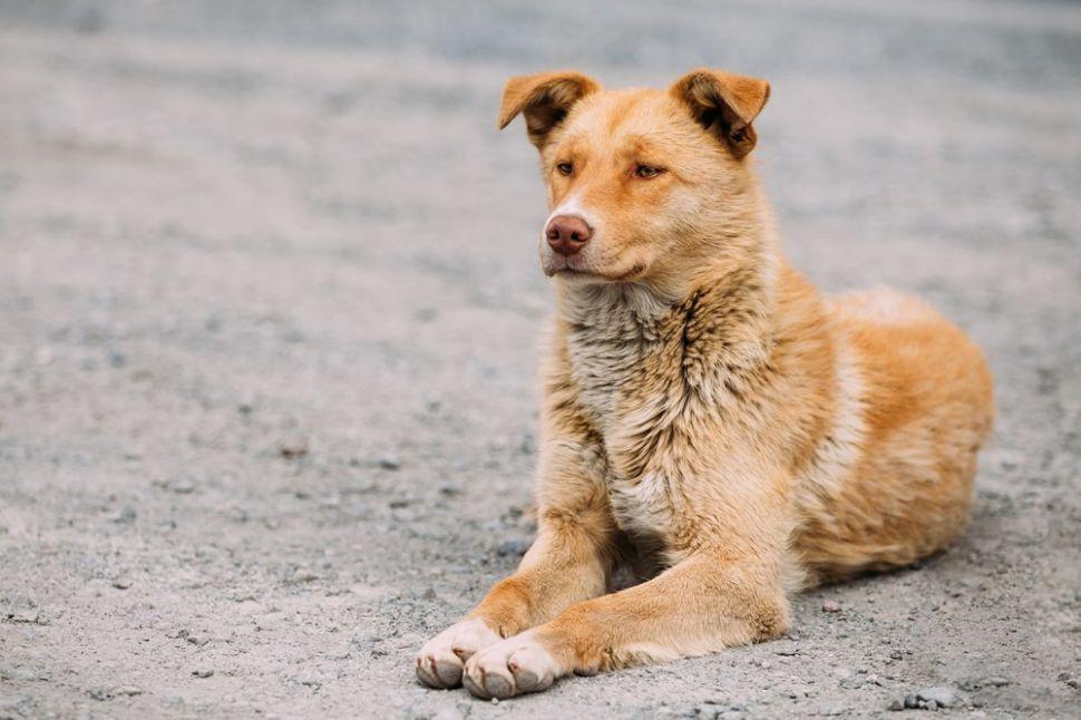 Indignante- Una mujer tiroacute a un perro desde un quinto piso