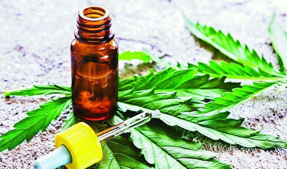 En varios países del mundo el aceite de cannabis es ampliamente usado en la medicina