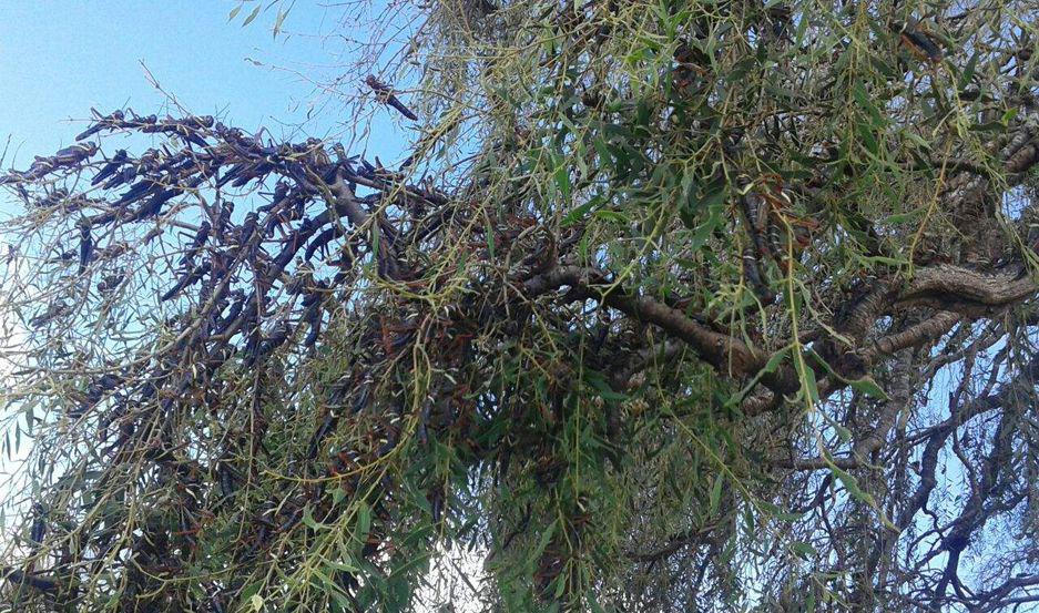 VIDEO  La manga de langostas fue vista en Yacu Chiri