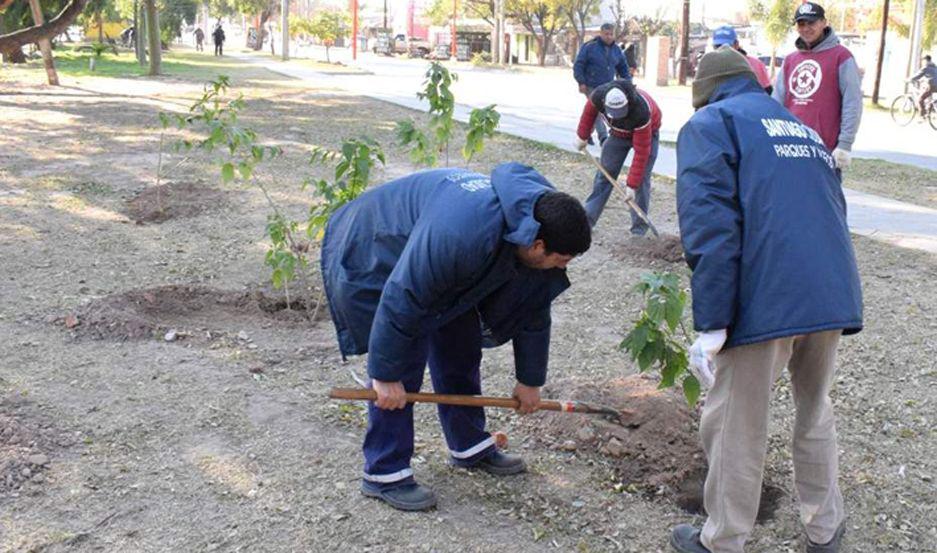 La campantildea de arbolado tambieacuten alcanza a las plazas de la ciudad