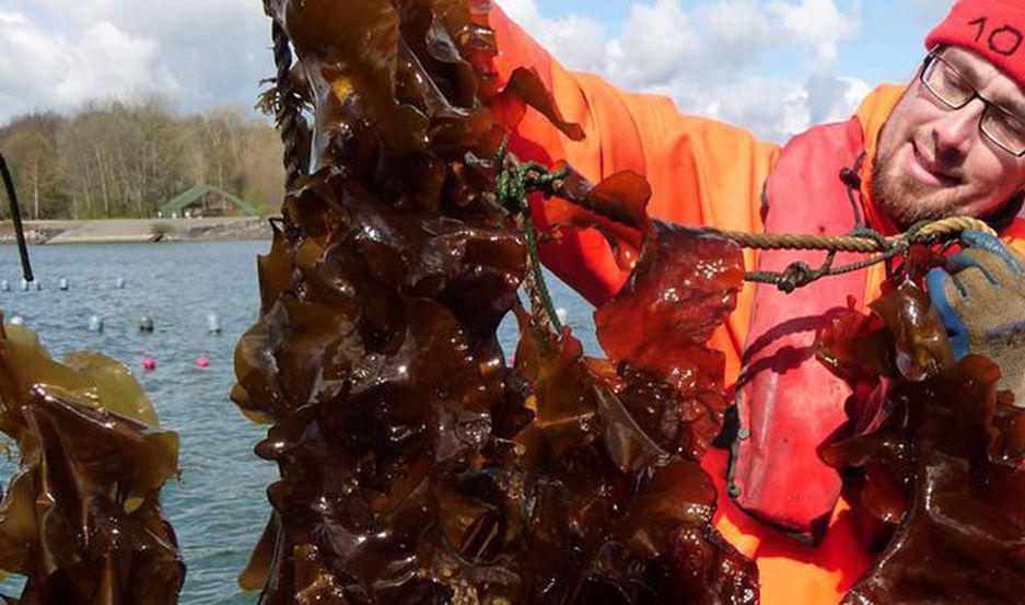 Hallan un tipo de alga marina que puede eliminar ceacutelulas tumorales