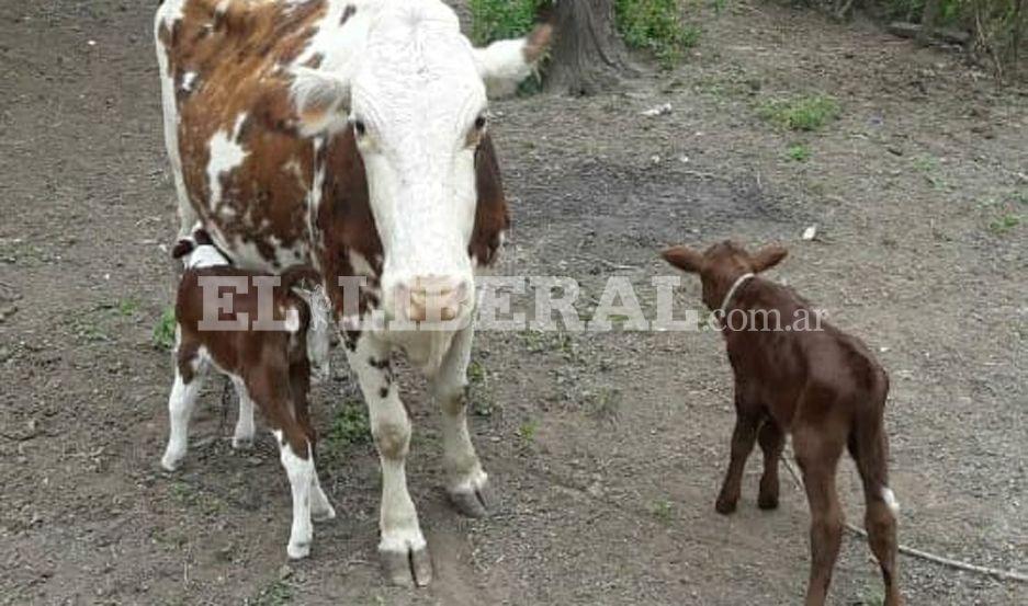 Sorpresa en Vinal Esquina por parto muacuteltiple de una vaca