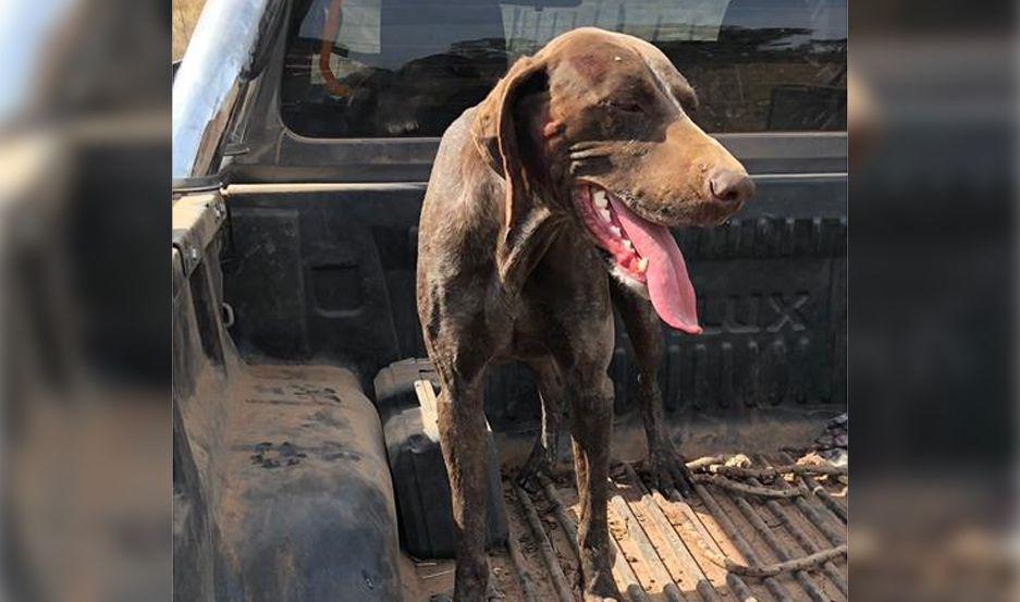 Una familia ofrece importante recompensa para encontrar a su perro