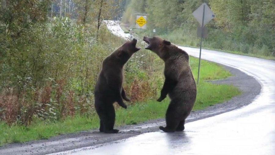 iexclEspectacular pelea de osos