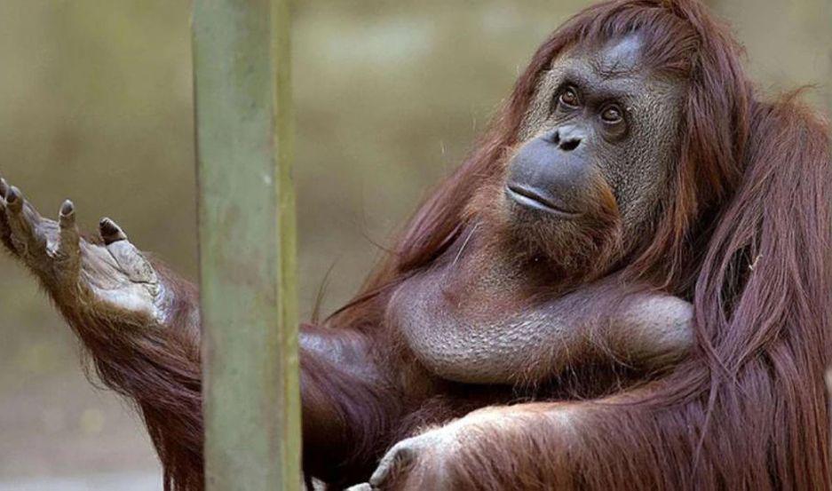 Sandra la orangutana reconocida como  persona no humana en 2014