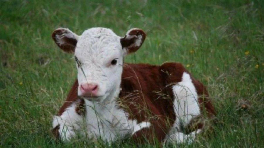 Impresionante- nacioacute un ternero con dos cuerpos y ocho patas