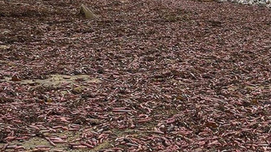 Aparicioacuten de peces con una extrantildea forma