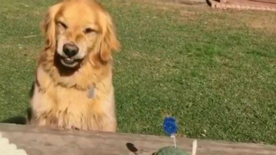 Le celebran el cumpleantildeos a un perro y se niega a compartir la torta